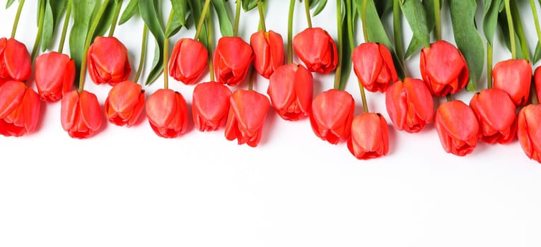 Many beautiful red tulips with green leaves on white background, space for text