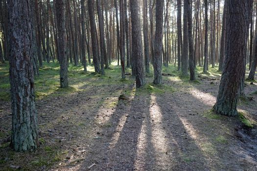 Landscape with pine trees on a Sunny day, the rays penetrate through the crown of the trees lighting the land from the roots of pine trees and grass