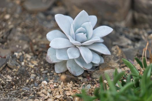 Natural background with beautiful succulent gray-green color on stony ground