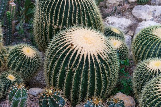 Natural background with prickly green cacti of different sizes growing among the rocks