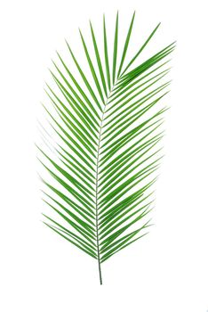 Beautiful palm leaf isolated on white background. Exotic plant