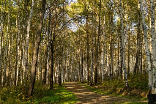 Natural landscape with a view of trees and a path in the grove. Autumn, seasons.