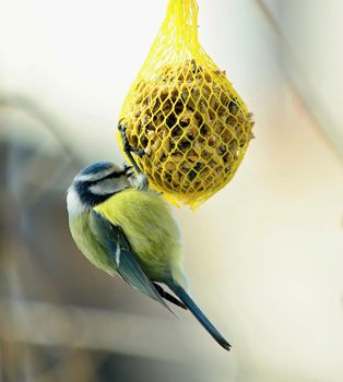 Closeup of Cute Great Tit Bird (Cyanistes Caeruleus) Hanging on Net Suet Feeder.