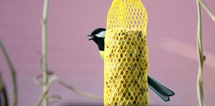 Closeup of Cute Great Tit Bird (Parus Major) Hanging on Net Suet Feeder.