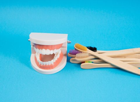 plastic model of a human jaw with white teeth and  wooden toothbrush on a blue background, oral hygiene