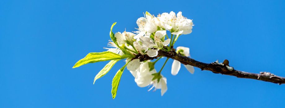 Beautiful Chinese Oriental Plum blooming in white color in springtime on the tree background.