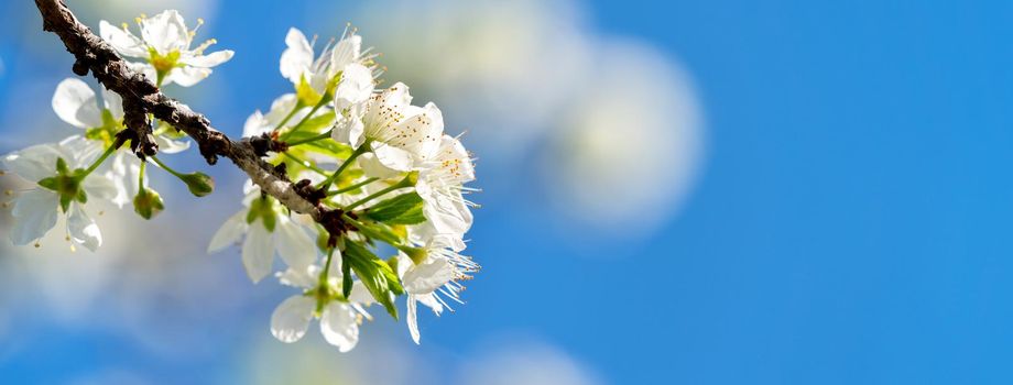 Beautiful Chinese Oriental Plum blooming in white color in springtime on the tree background.