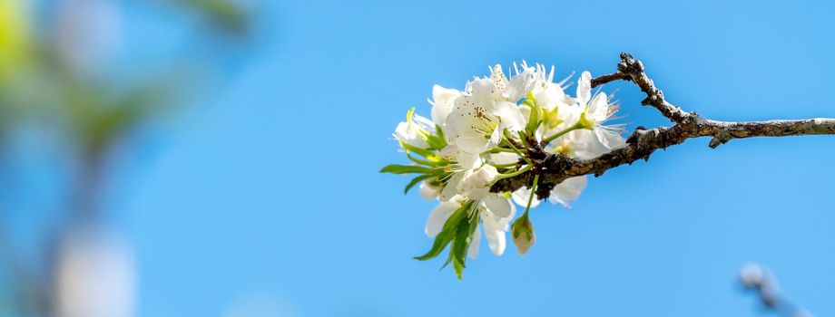 Beautiful Chinese Oriental Plum blooming in white color in springtime on the tree background.