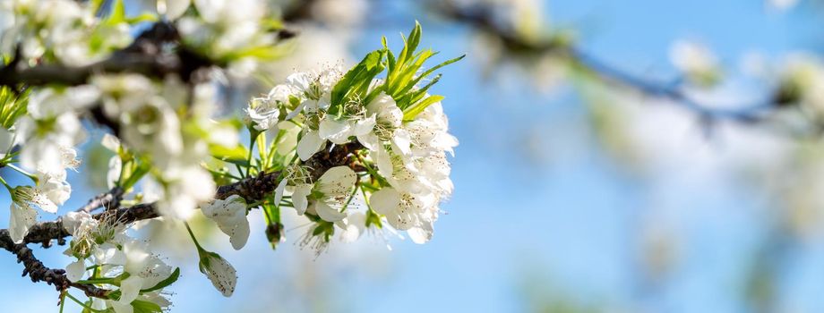 Beautiful Chinese Oriental Plum blooming in white color in springtime on the tree background.