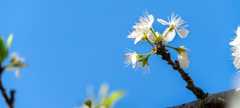 Beautiful Chinese Oriental Plum blooming in white color in springtime on the tree background.