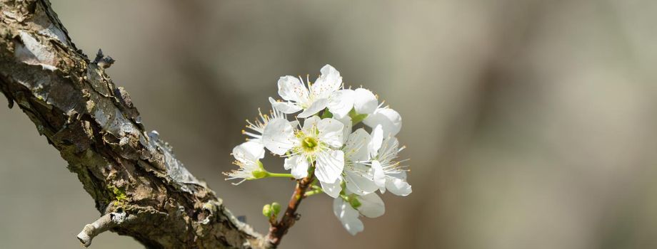 Beautiful Chinese Oriental Plum blooming in white color in springtime on the tree background.