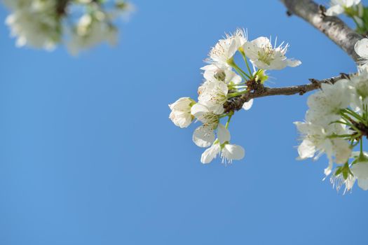 Beautiful Chinese Oriental Plum blooming in white color in springtime on the tree background.