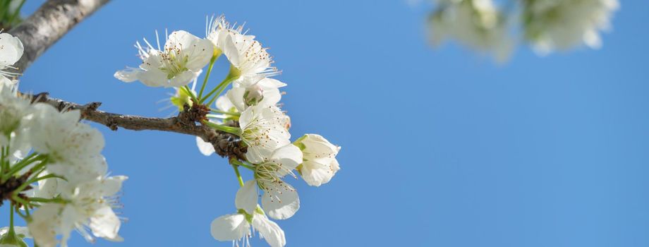 Beautiful Chinese Oriental Plum blooming in white color in springtime on the tree background.