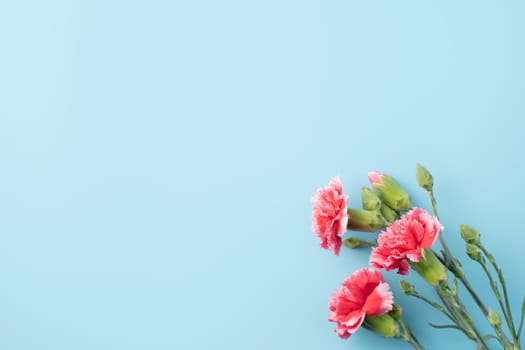 Concept of Mother's day holiday greeting gift design with carnation bouquet on bright blue table background