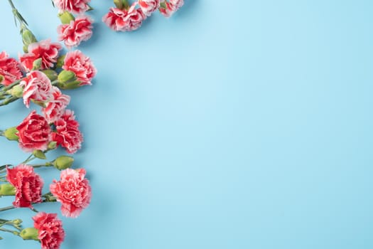 Concept of Mother's day holiday greeting gift design with carnation bouquet on bright blue table background