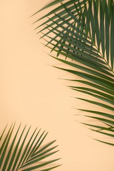 Top view of tropical palm leaves branch isolated on bright orange background with copy space.