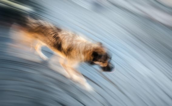 Abstract background. Motion blurred running homeless dog