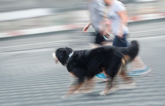 Man and woman walking with a dog. Intentional motion blur