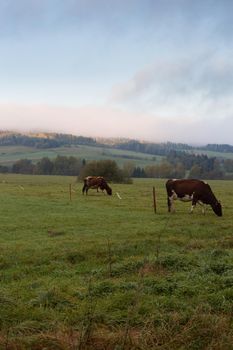 Idyllic eco-friendly farm life in eastern Europe. Sunrise in autumn over the pasture with cows