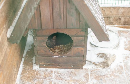 Small black animal European mink in a cage, behind bars. High quality photo