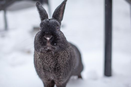 Beautiful, fluffy black rabbit in winter in the park. The rabbit sits waiting for food.