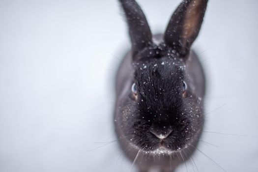 Beautiful, fluffy black rabbit in winter in the park. The rabbit sits waiting for food.