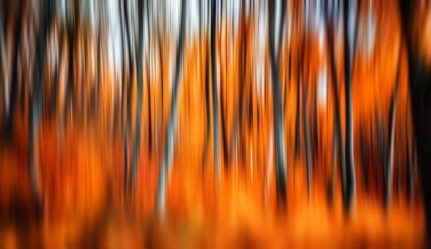 Abstract image of trees in an autumn forest. Intentional motion blur