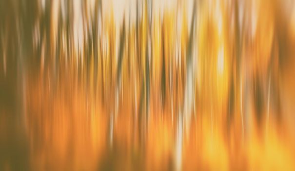 Abstract image of trees in an autumn forest. Intentional motion blur