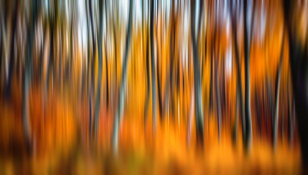 Abstract image of trees in an autumn forest. Intentional motion blur