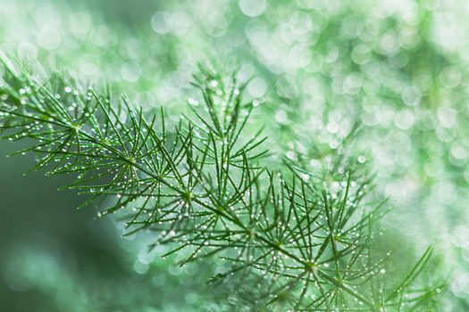 Abstract nature blurred background. Water drops with bokeh