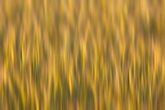 Golden wheat field. Abstract blurred nature background. 