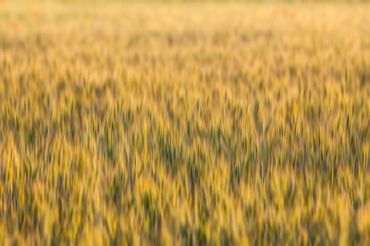 Golden wheat field. Abstract blurred nature background. 