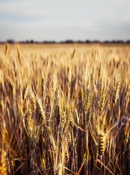 Yellow wheat field ears. Shallow depth blurred nature background