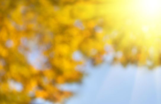 Autumn bokeh background. Blurred background of autumn forest with nice bokeh and sun light.