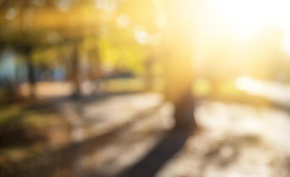 Defocused image of autumn city park with trees and sunlight