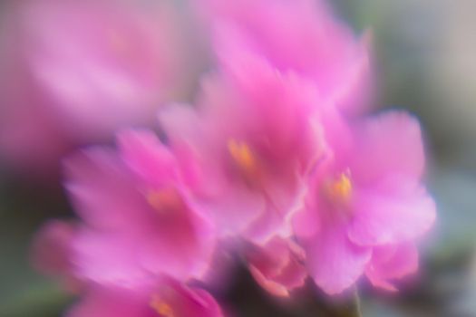 Defocused pink flowers for use as background