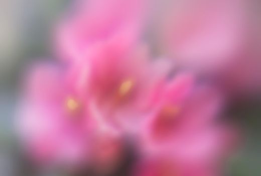 Defocused pink flowers for use as background