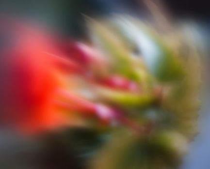 Defocused red flowers for use as background