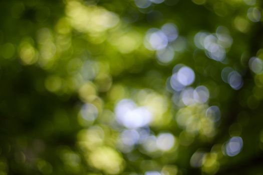 green leaves with bokeh, abstract blurred background, template