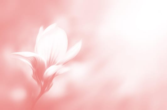 Soft focus image of blossoming magnolia flower in spring time with copyspace. Abstract blurred flowers. Intentional motion blur. Nature background in light pink tonality.