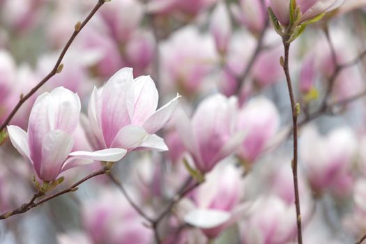 Magnolia flowers background. Beautiful nature scene with blooming tree and sun. Sunny day with spring flowers