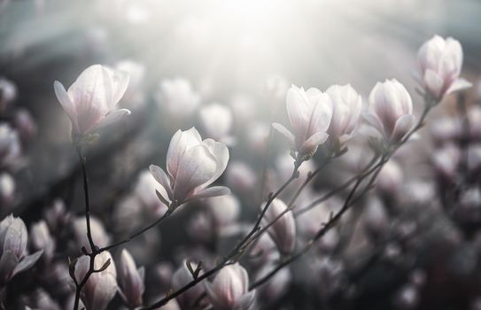 Magnolia flowers background. Beautiful nature scene with blooming tree and sun. Sunny day with spring flowers