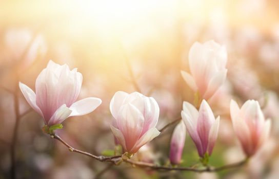 Magnolia flowers background. Beautiful nature scene with blooming tree and sun. Sunny day with spring flowers