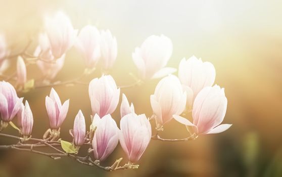 Magnolia flowers background. Beautiful nature scene with blooming tree and sun. Sunny day with spring flowers