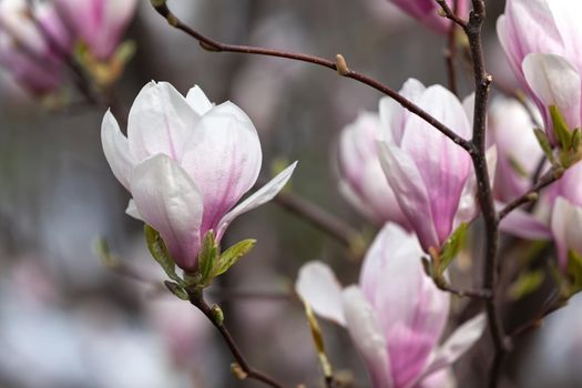 Magnolia flowers background. Beautiful nature scene with blooming tree and sun. Sunny day with spring flowers