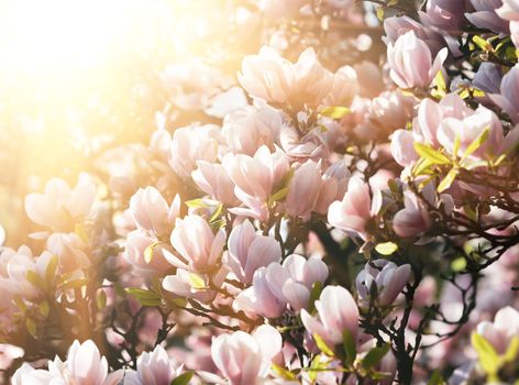 Magnolia flowers background. Beautiful nature scene with blooming tree and sun. Sunny day with spring flowers