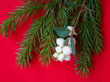 Spruce green branch with white berries on a red background.