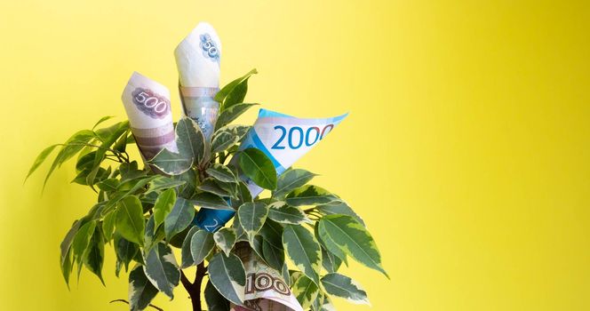 Ruble bills lie in a green ficus on a yellow background. The concept of money growth.