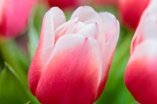 Red and white bud of a blooming tulip. Macro photography inside. Change of focus, close-up.