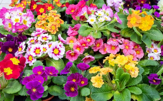 Primrose is multicolored in full bloom. Primula vulgaris blooms.
